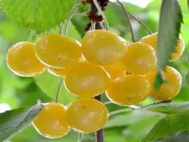 czeresnia-donissena-zolta-2-101