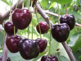 czeresnia-kordia-2-103