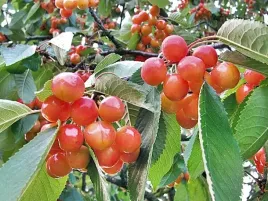 czeresnia-buttnera-czerwona-2-113