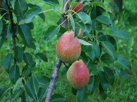 grusza-alfa-2-201