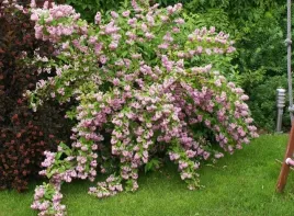 deutzia-biala-dekoracyjny-krzew-ozdobny-5-006