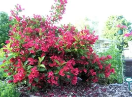 weigela-czerwona-100000-kwiatow-5-001
