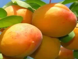 morela-wczesna-z-morden-2-406