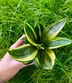 sansewieria-sansevieria-golden-hahnii-piekny-sukulent-zjawiskowa-roslina