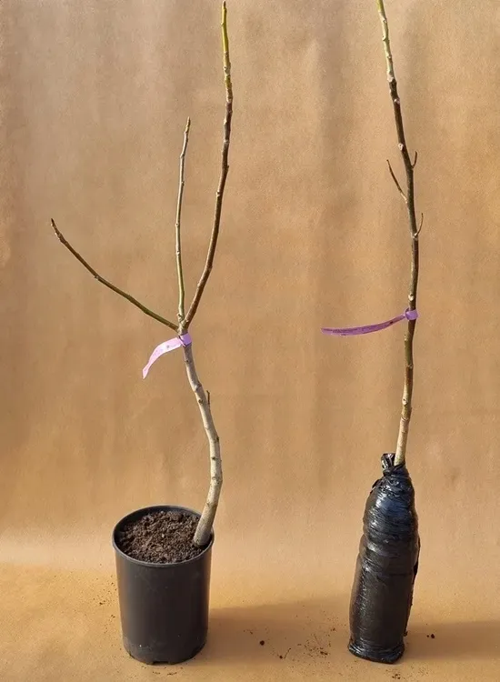 orzech-koszycki-2-604-waga-z-opakowaniem-0-5-kg