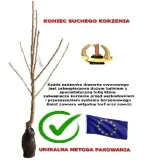 sliwa-lepotica-2-708-styl-ogrod-skalny-ogrod-nowoczesny-ogrod-japonski-ogrod-srodziemnomorski-ogrod-wiejski