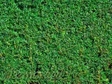 cis-posredni-hillii-25-35cm-kraj-polska