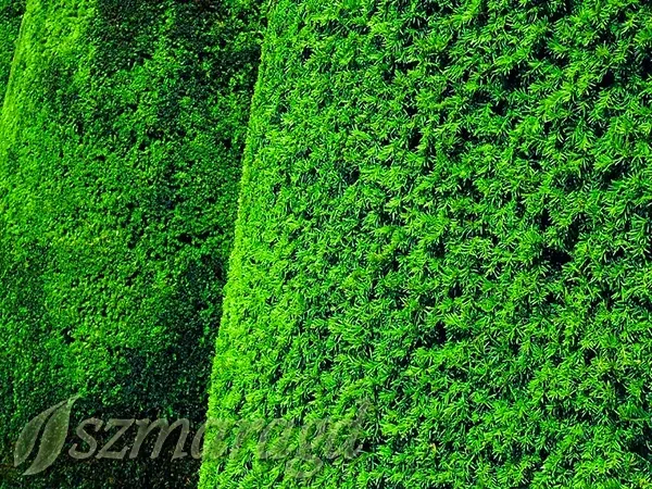 cis-posredni-hillii-25-35cm-producent-inna