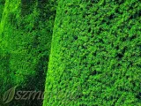 cis-posredni-hillii-25-35cm-producent-inna