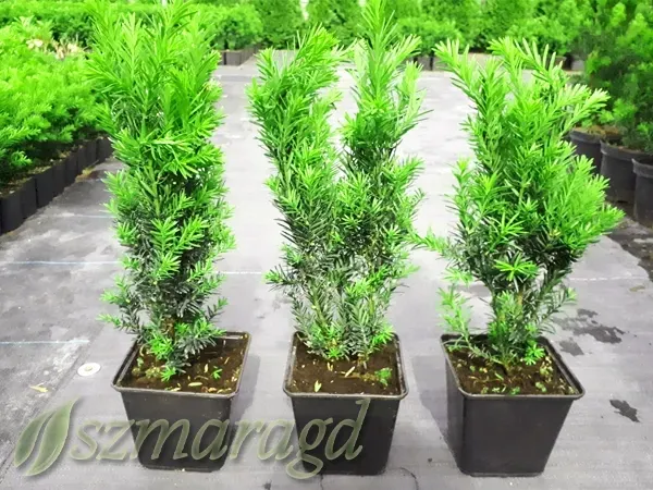 cis-posredni-hillii-25-35cm-rodzaj-rosliny-cisy-roslina-w-postaci-sadzonka-w-pojemniku-1-2l