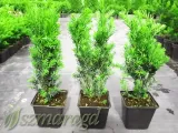 cis-posredni-hillii-25-35cm-rodzaj-rosliny-cisy-roslina-w-postaci-sadzonka-w-pojemniku-1-2l