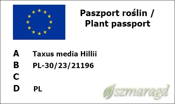 cis-posredni-hillii-25-35cm-rodzaj-rosliny-cisy-wysokosc-sadzonki-30-45-cm
