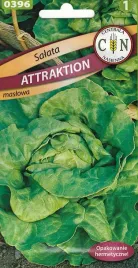 salata-attraktion-pyszna-maslowa-odporna-na-upaly-uprawa-latem-i-jesienia-1