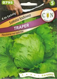 salata-traper-lodowa-nasiona-na-tasmie-pyszna-krucha-lodowa-duze-glowki