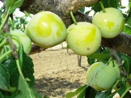 sliwa-renkloda-zielona-2-718