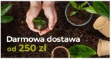 jablon-malinowa-2-312-roslina-w-postaci-sadzonka-w-balocie