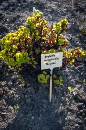 wilczomlecz-migdalolistny-purpurea-sadzonka-p12-fioletowe-liscie