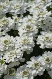ubiorek-iberys-alexander-s-white