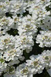 ubiorek-iberys-alexander-s-white
