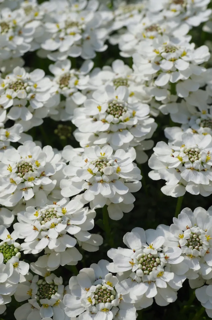 ubiorek-iberys-alexander-s-white-roslina-w-postaci-sadzonka-w-pojemniku-1-2l
