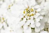 ubiorek-iberys-alexander-s-white-roslina-w-postaci-sadzonka-w-pojemniku-1-2l