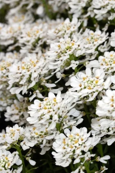 ubiorek-iberys-alexander-s-white-stan-opakowania-oryginalne