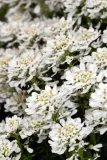 ubiorek-iberys-alexander-s-white-stan-opakowania-oryginalne