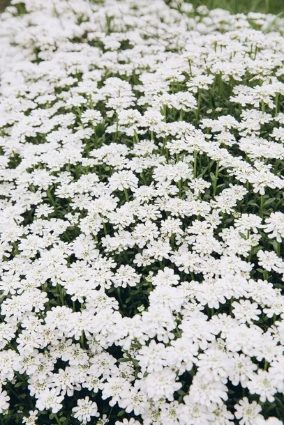 ubiorek-iberys-alexander-s-white-cykl-rozwojowy-rosliny-wieloletnia