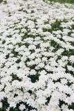 ubiorek-iberys-alexander-s-white-cykl-rozwojowy-rosliny-wieloletnia