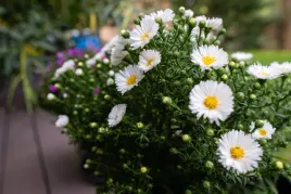 aster-bialy-niska-odmiana-sadzonka-p9-kwitnie-od-lata-do-mrozow