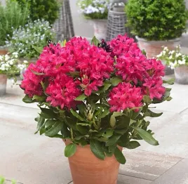 rododendron-czerwony-duza-sadzonka-1-2l-nova-zembla