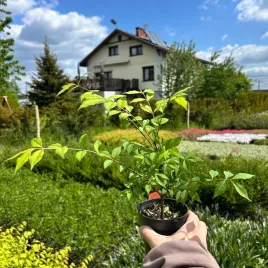 trzmielina-czerwona-oskrzydlona-sadzonki-p9-na-pelne-slonce-30-cm