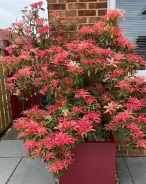 pieris-japonski-czerwony-mountain-fire-sadzonki-p12-do-cienia