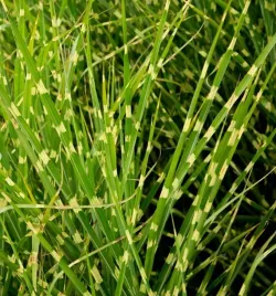 miskant-chinski-little-zebra-duza-sadzonka-c2-litry-dobrze-ukorzeniana
