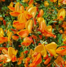 zarnowiec-apricot-gem-sadzonka-04l-p9