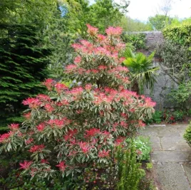 pieris-japonski-flaming-silver-sadzonki-p12-w-doniczce-1-litr
