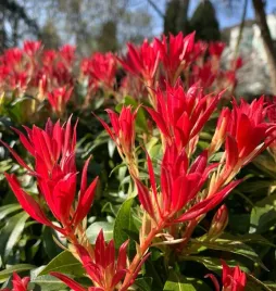 pieris-japonski-forest-flame-sadzonki-p12-doniczka-1litr