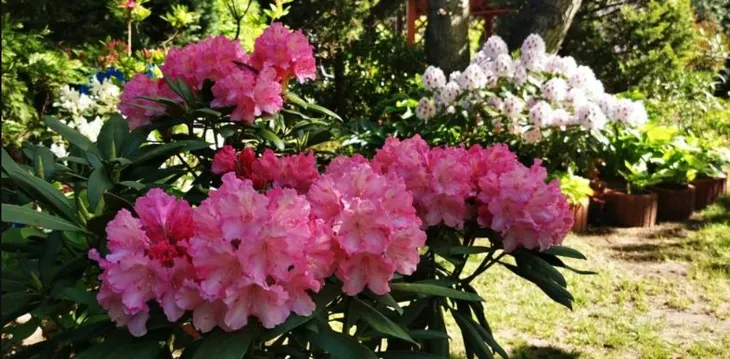 rozanecznik-sadzonka-w-doniczce-p13-kalinka-wysokosc-sadzonki-20-25-cm