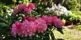rozanecznik-sadzonka-w-doniczce-p13-kalinka-wysokosc-sadzonki-20-25-cm