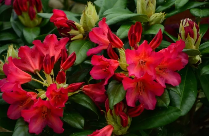 rozanecznik-sadzonka-w-doniczce-p13-scyphocalix-wysokosc-sadzonki-25-30-cm