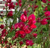 zarnowiec-boskoop-ruby-sadzonka-04l