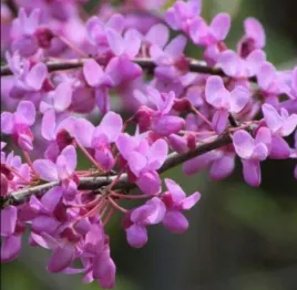 judaszowiec-kanadyjski-sadzonka-05-l-cercis-canadensis-p9