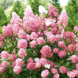 hortensja-bukietowa-pink-diamond-sadzonka-duze-zmieniajace-kolor-kwiaty-c3