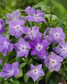 barwinek-wiekszy-vinca-major-okrywowy-do-cienia-duza-sadzonka-p9