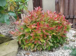 kiscien-bialy-sadzonka-05l-leucothoe-scarletta-p9