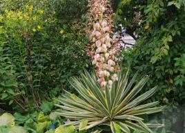 juka-jucca-gloriosa-variegata-duza-sadzonka-p12