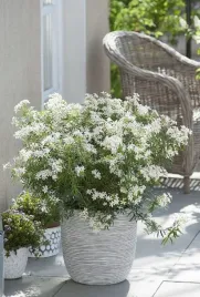 czojsia-biala-sadzonka-1-2l-choisya-white-dazzler-p12