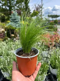 stipa-pony-tails-ostnica-miekka-idealna-do-ogrodu-i-donic-sadzonki-077l