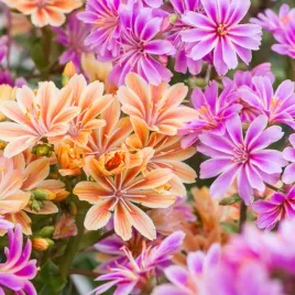 lewizja-cotyledon-elise-lewisia-piekna-sadzonka-p9-05l