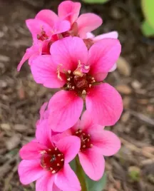 bergenia-sakura-sadzonki-1l-rozowe-kwiaty-wyjatkowa-odmiana-zimozielona